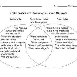 Darwin lamarck darwinismo lamarckismo venn wiring flowchart