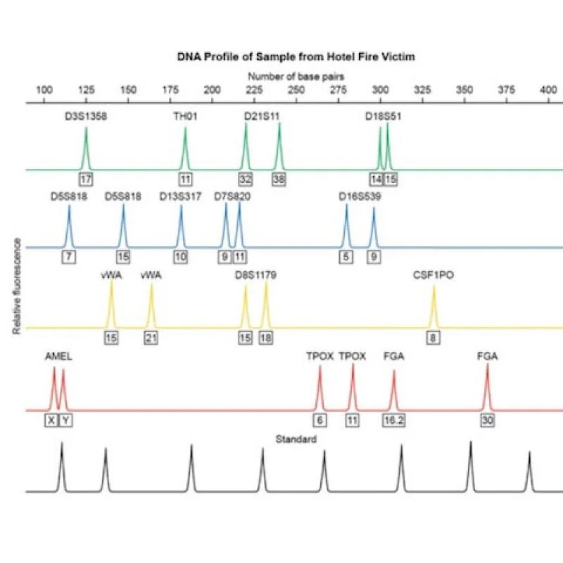 Dna profiling virtual labs answer key