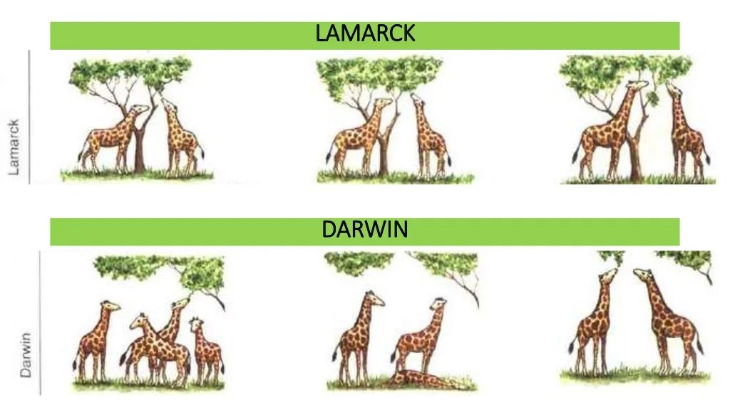 Venn darwin lamarck creately