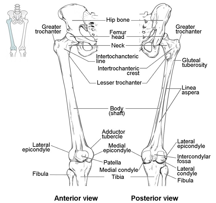 Label the bones and bone markings of the lower leg