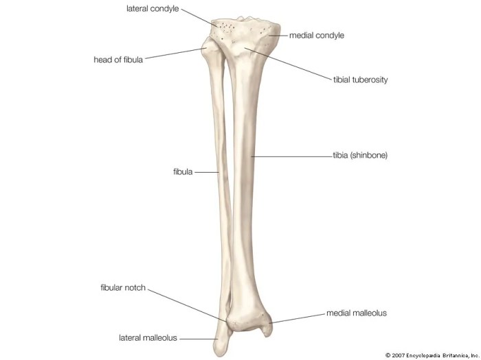 Tibia fibula anatomy bones lower bone leg ankle knee britannica right body anterior human fibular shin head physiology connected lateral