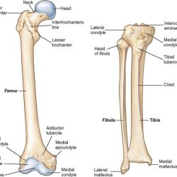 Bones limb cadaver dataset specimen geometries digitized quizlet appendicular skeleton