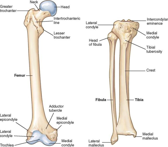 Bones limb cadaver dataset specimen geometries digitized quizlet appendicular skeleton