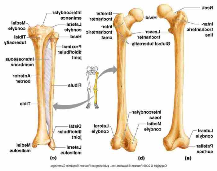 Label the bones and bone markings of the lower leg