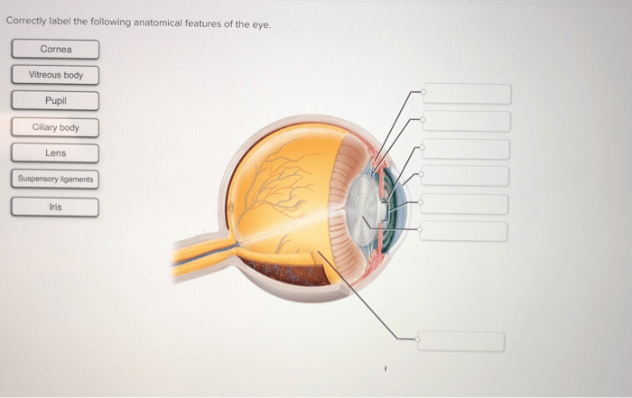 Correctly label the following anatomical features of the eye.