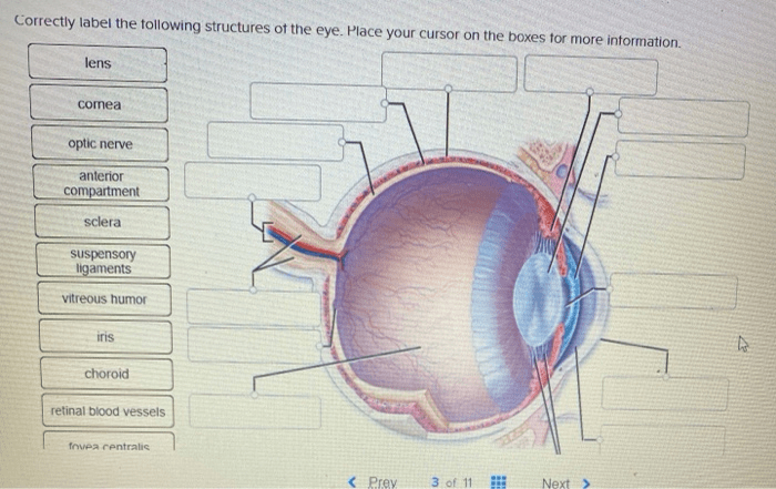 Correctly label the following anatomical features of the eye.